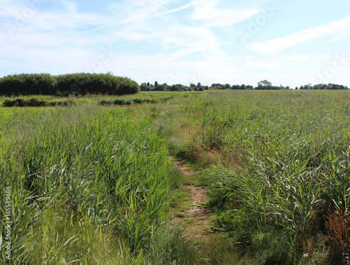 landscape Groene Jonker, Nieuwkoopse Plassen photo