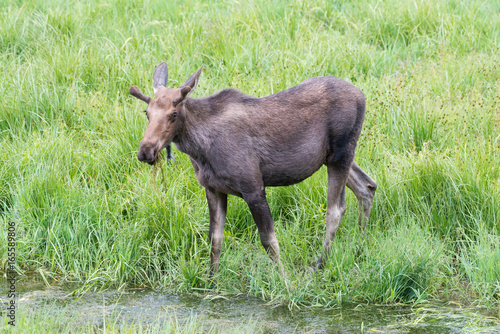 Shiras Moose of The Colorado Rocky Mountains © Gary