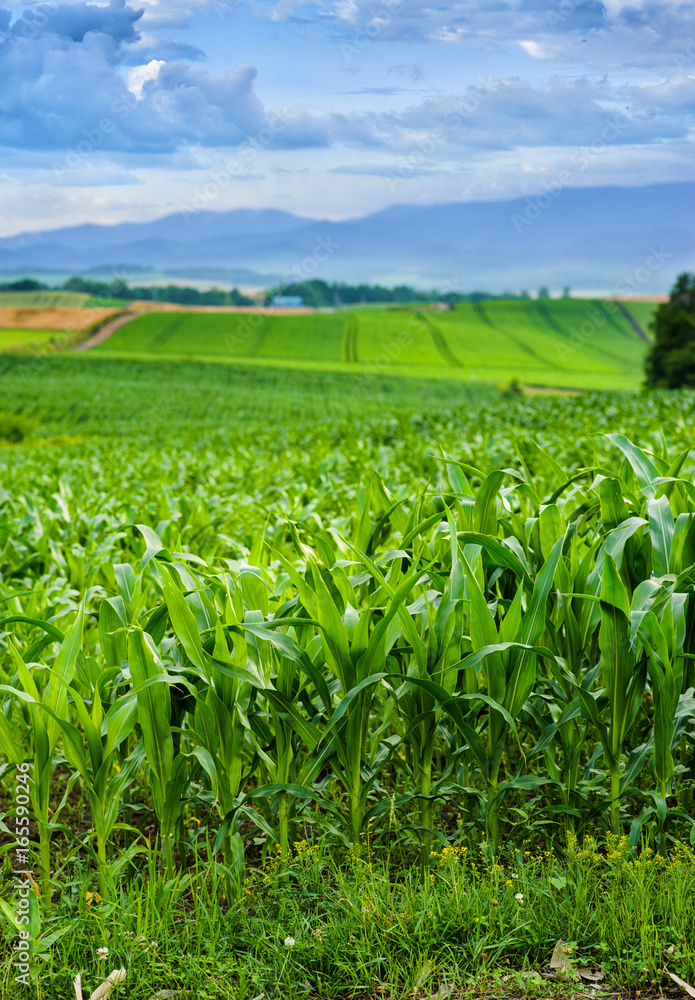 beautiful green corn field in furano,hokkaido in Japan beautiful green corn field in furano,hokkaido in Japan