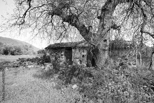 Old country stone house under big tree