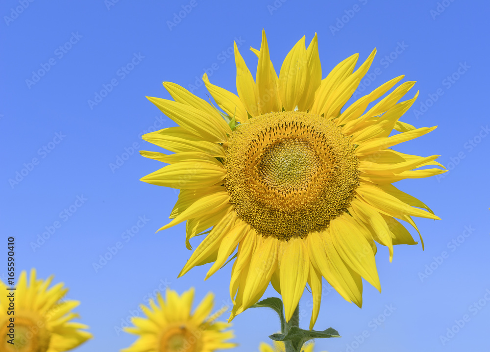 Field of sunflowers.