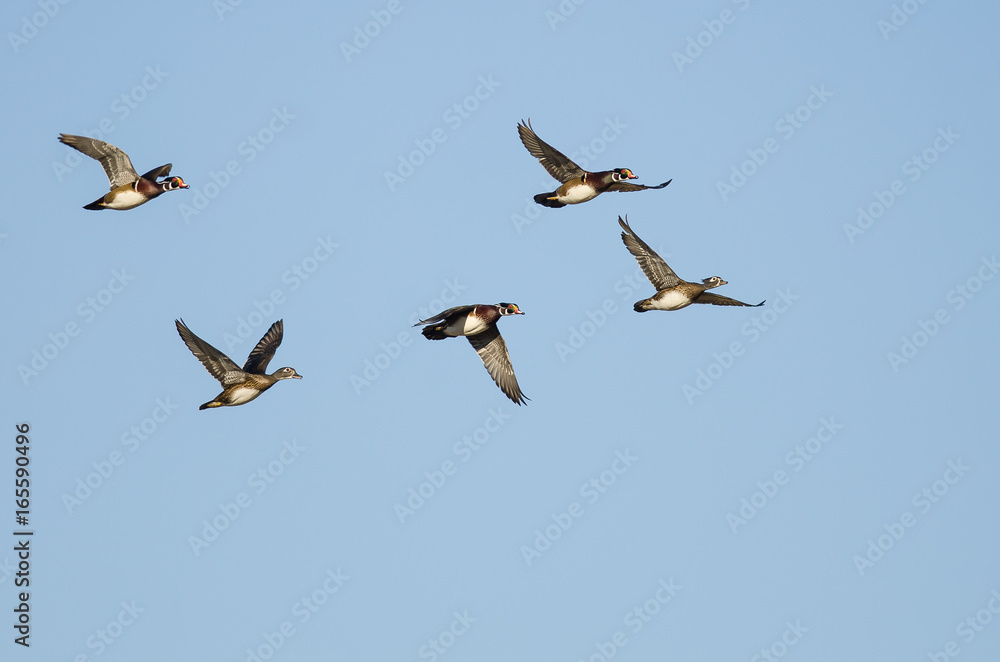 Fototapeta premium Flock of Wood Ducks Flying in a Blue Sky