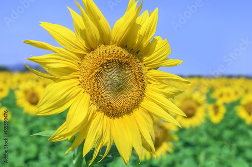 Field of sunflowers.