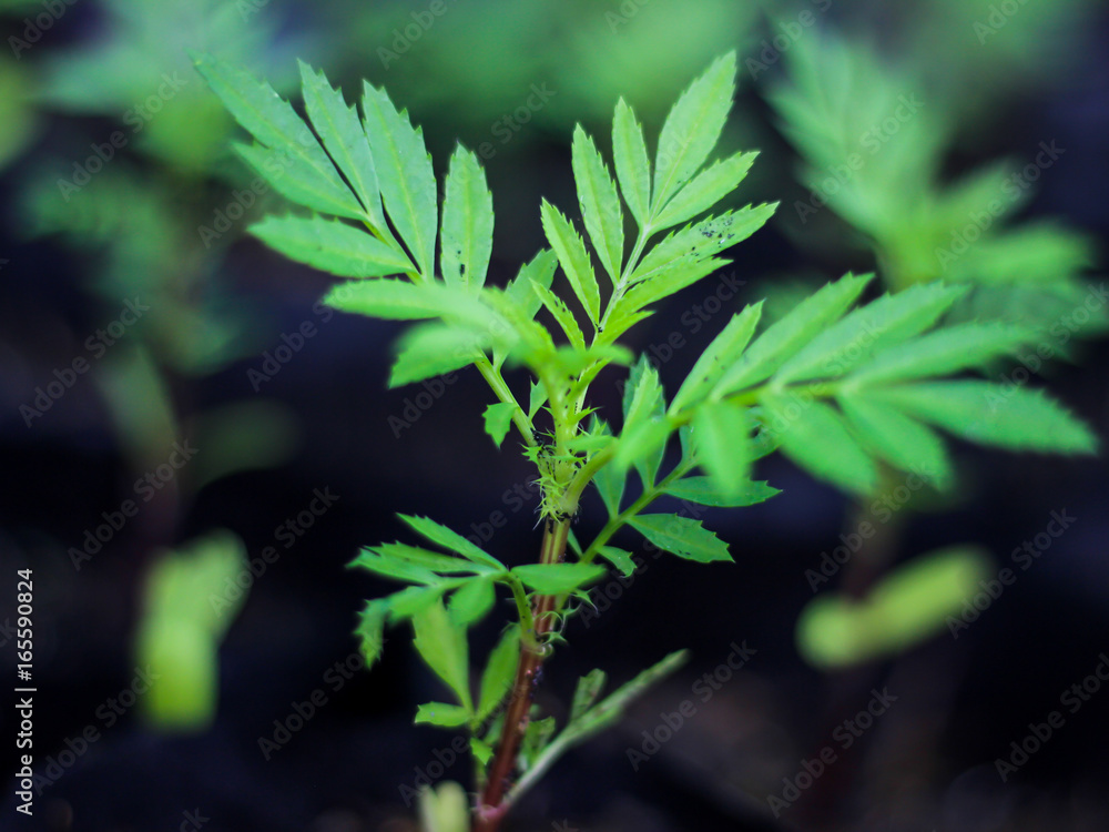 Green plant marigold seedlings in the garden home.