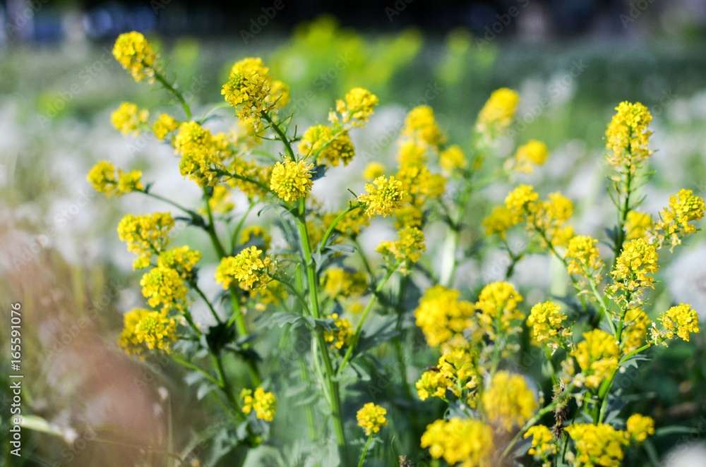 Fototapeta premium Wild yellow fluffy Barbarea flower in a field