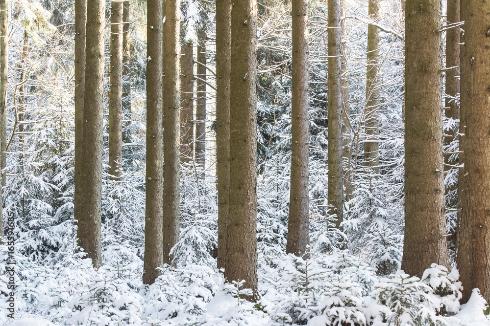 Fototapeta premium Verschneiter Wald