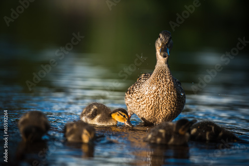 Duck family with duck chicks in Vyborg, Russia