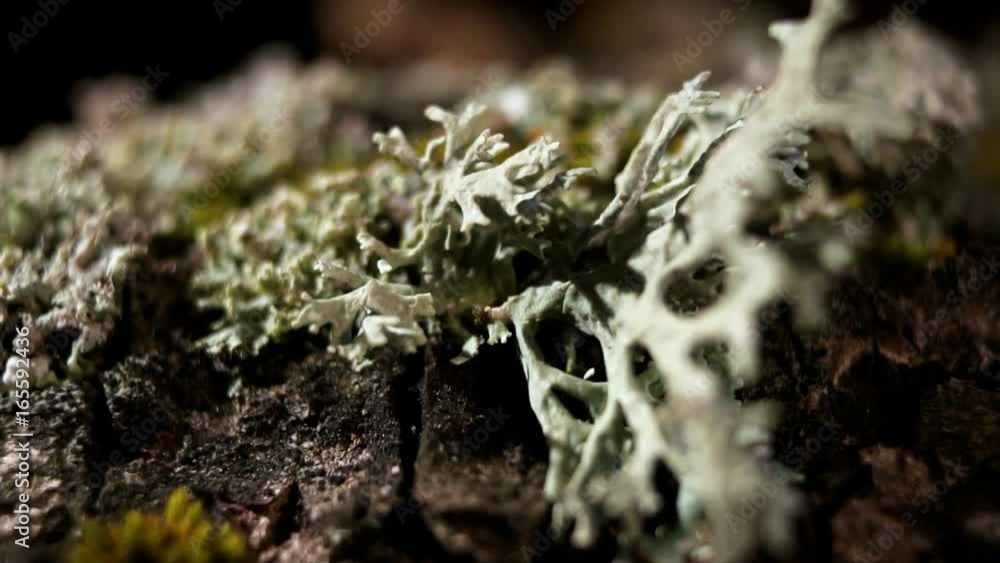 A white lichen bush destroys the bark of a tree. Circulation of substances in nature A white lichen bush destroys the bark of a tree. Circulation of substances in nature