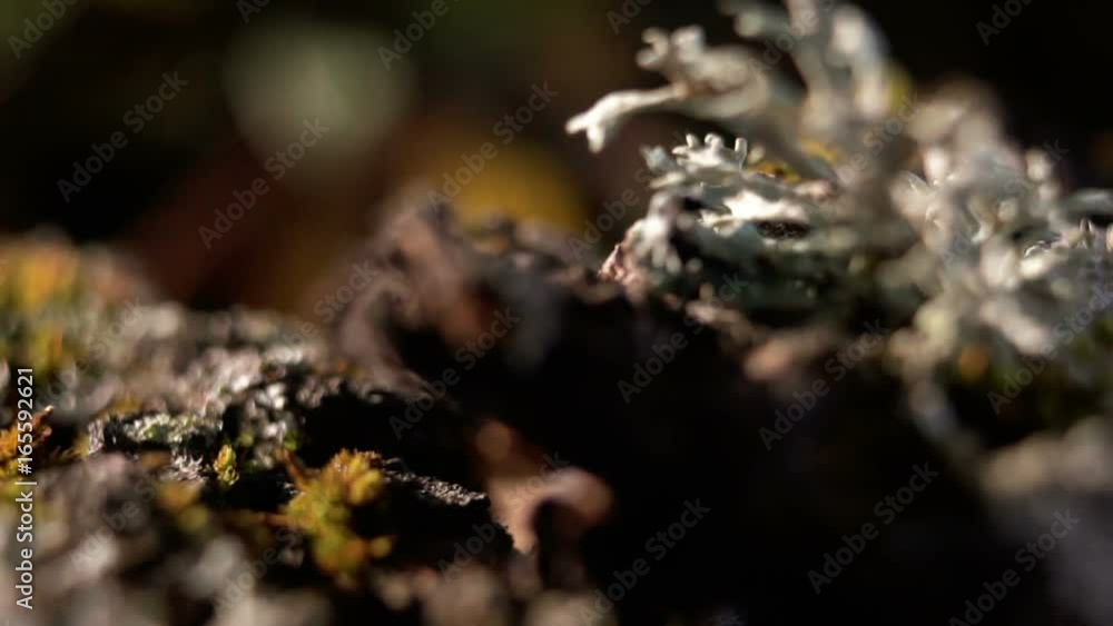 Lichens convert wood to organic matter. The world of lichens and mosses Lichens convert wood to organic matter. The world of lichens and mosses