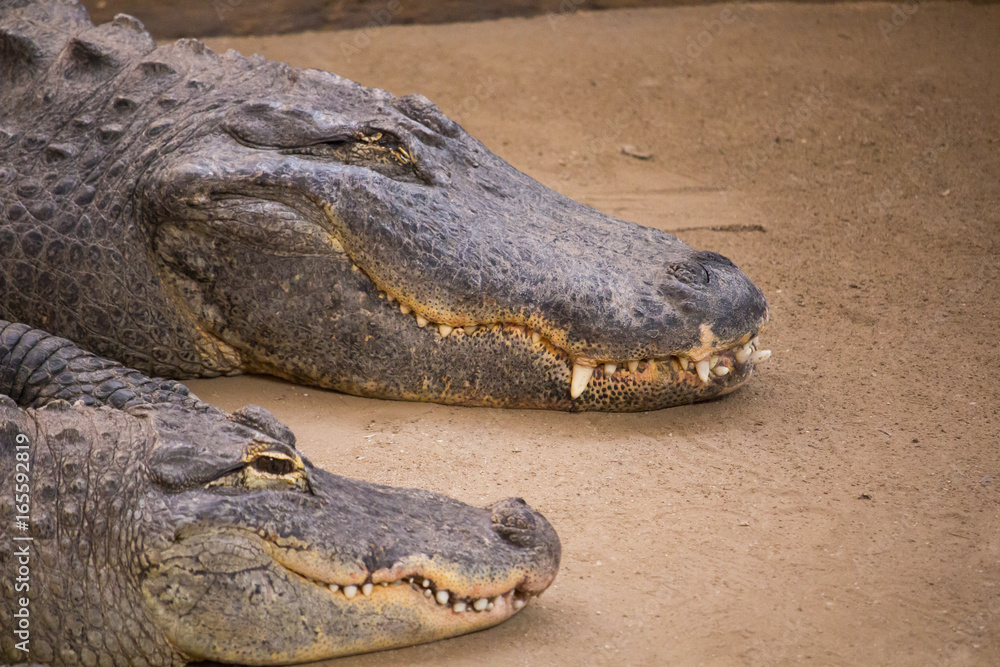 Obraz premium Crocodiles in a zoo - phototgraphy in a zoo
