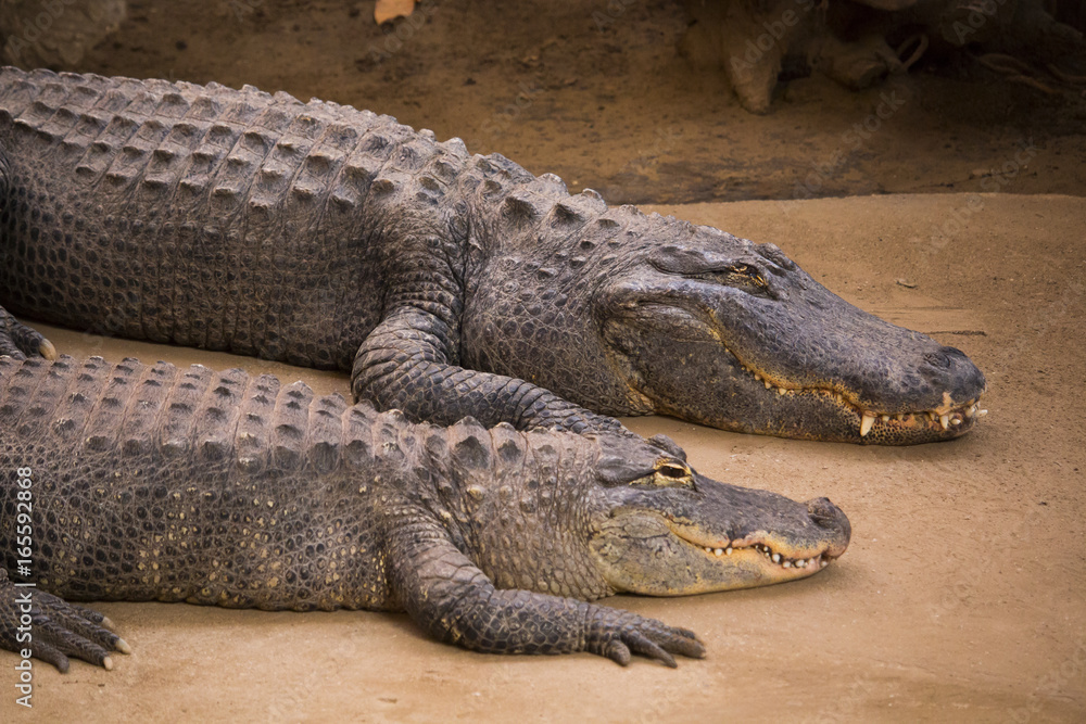 Crocodiles in a zoo - phototgraphy in a zoo Crocodiles in a zoo - phototgraphy in a zoo