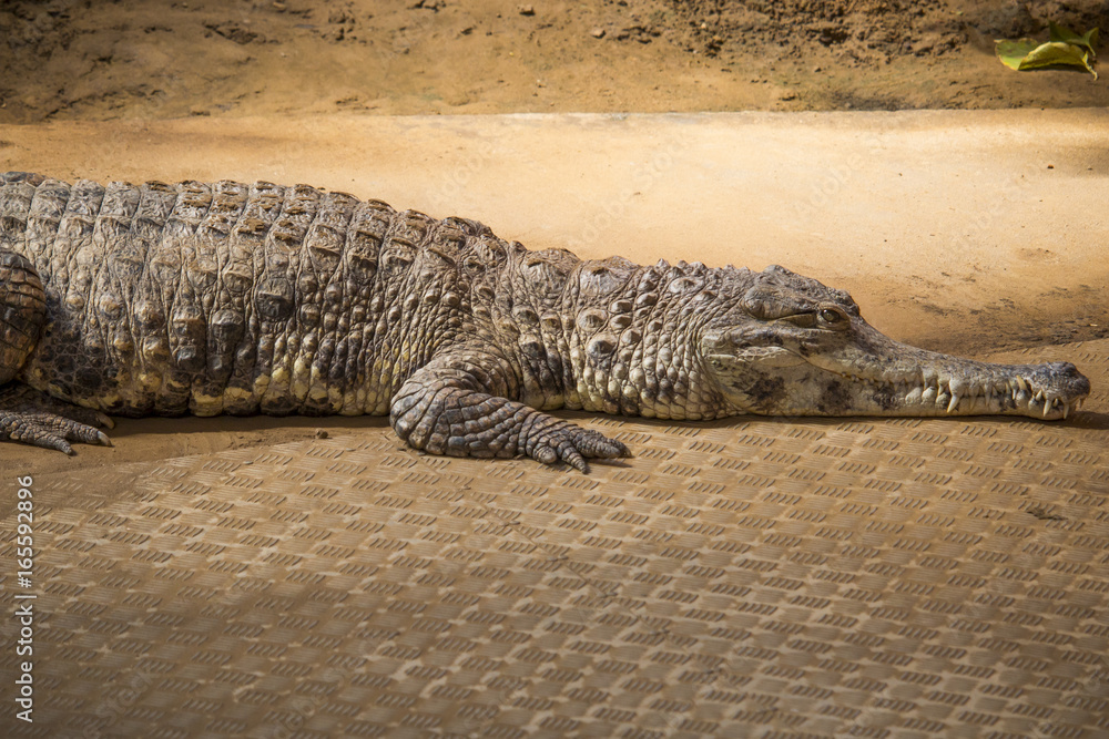 Crocodiles in a zoo - phototgraphy in a zoo Crocodiles in a zoo - phototgraphy in a zoo