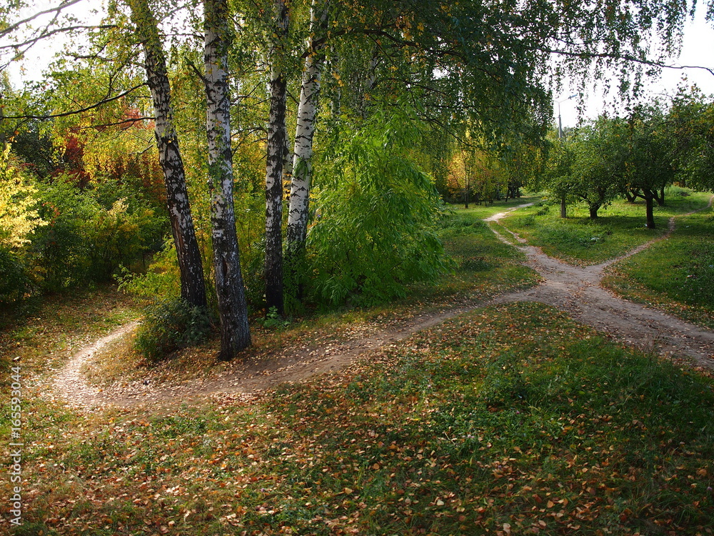 Naklejka premium Birch trees in the park