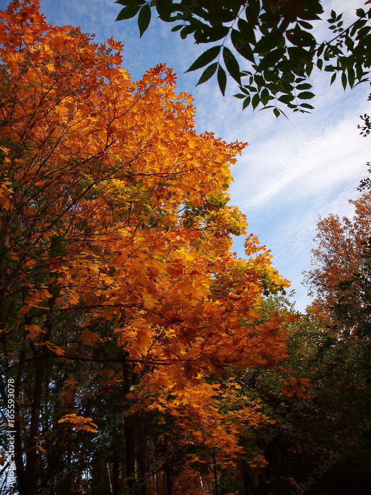 Autumn maple in the park