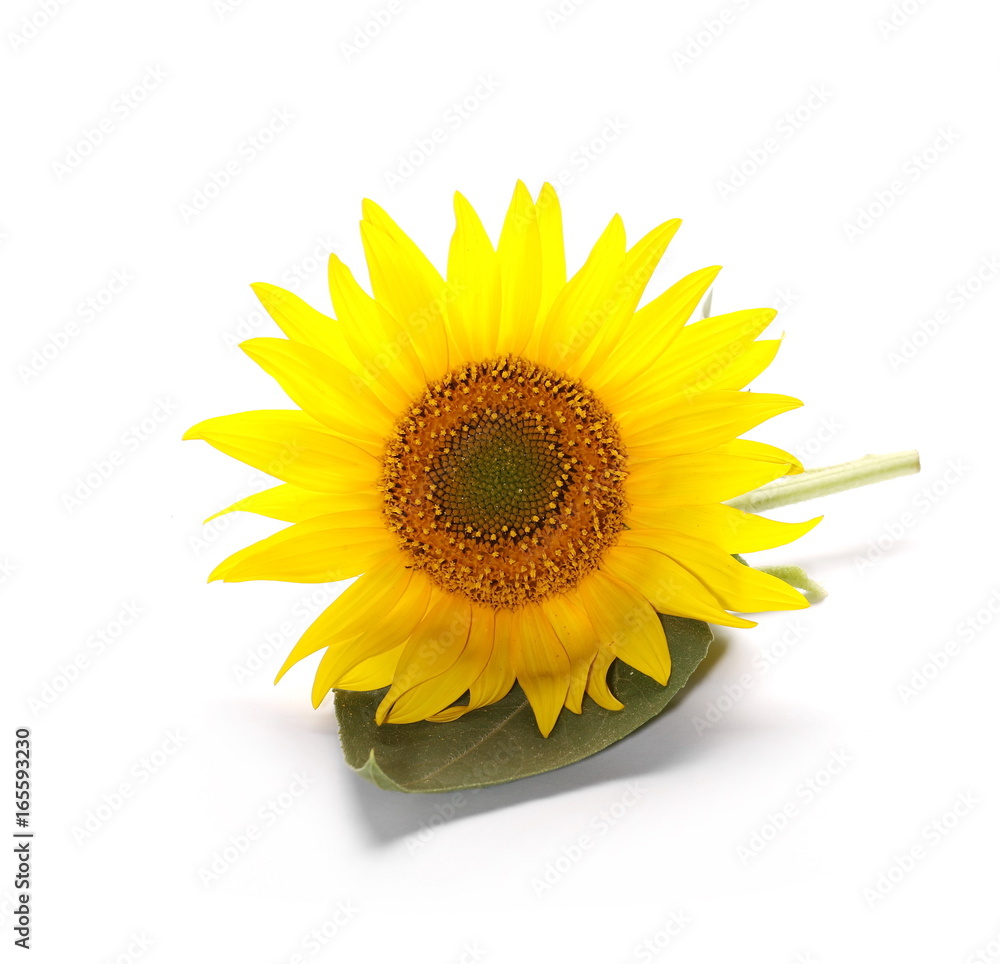 Fototapeta premium Sunflower isolated on white background