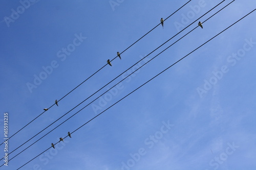 Birds on the wire