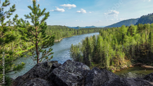 Landscape of the Altai Mountains, Siberia, the rapid flow of the mountain river Katun, the precipice and pine trees