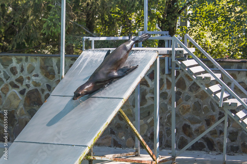 Seal show in hungary photo