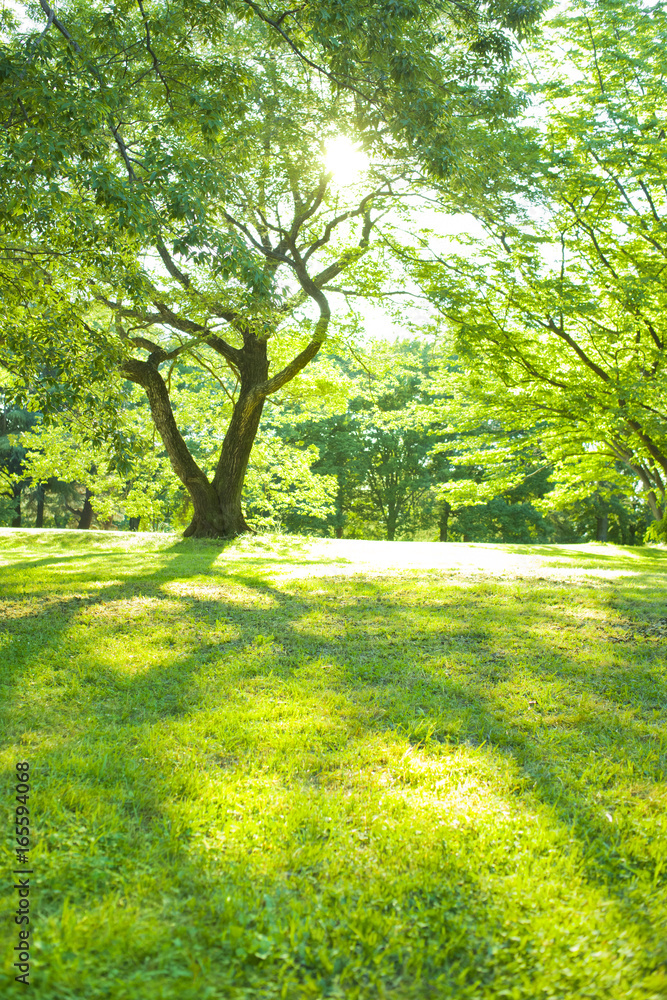Fototapeta premium 公園 太陽光