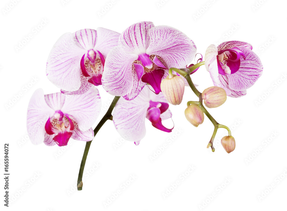 Fototapeta premium Pink orchid on a white background