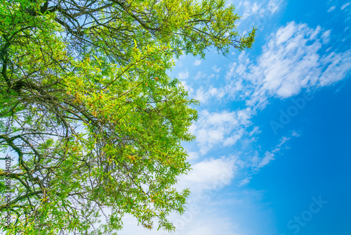 Beautiful trees branch on blue sky .