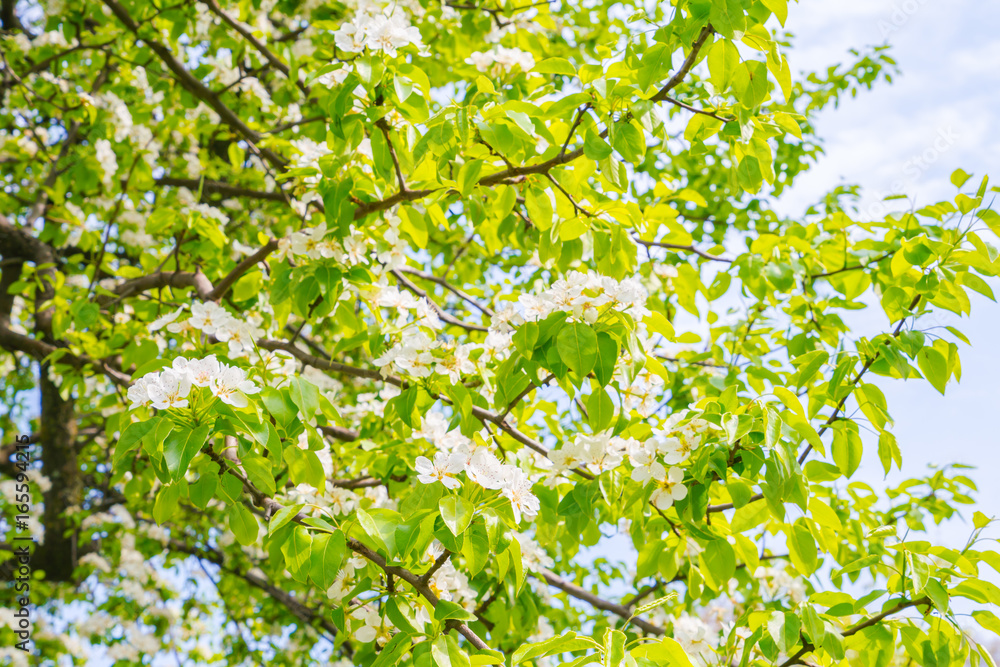 Branch of beautiful white flower . Branch of beautiful white flower .