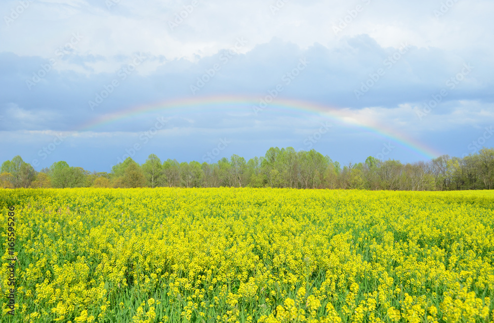 Colorful rainbow over yellow canola field in Spring Colorful rainbow over yellow canola field in Spring