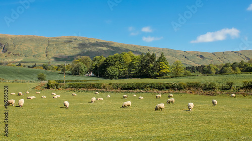 Flock of sheep in green pasture with rural cottage and line of hills in the distance
