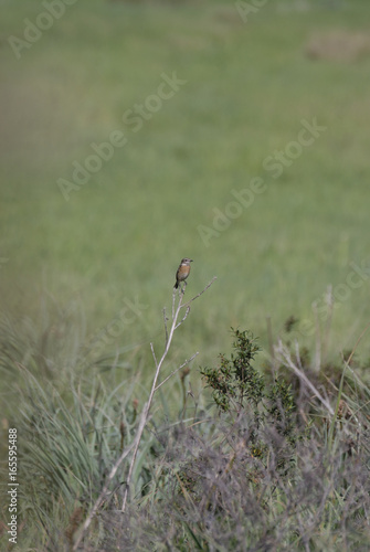 Birdwatching in Sardegna © zinzzzi87