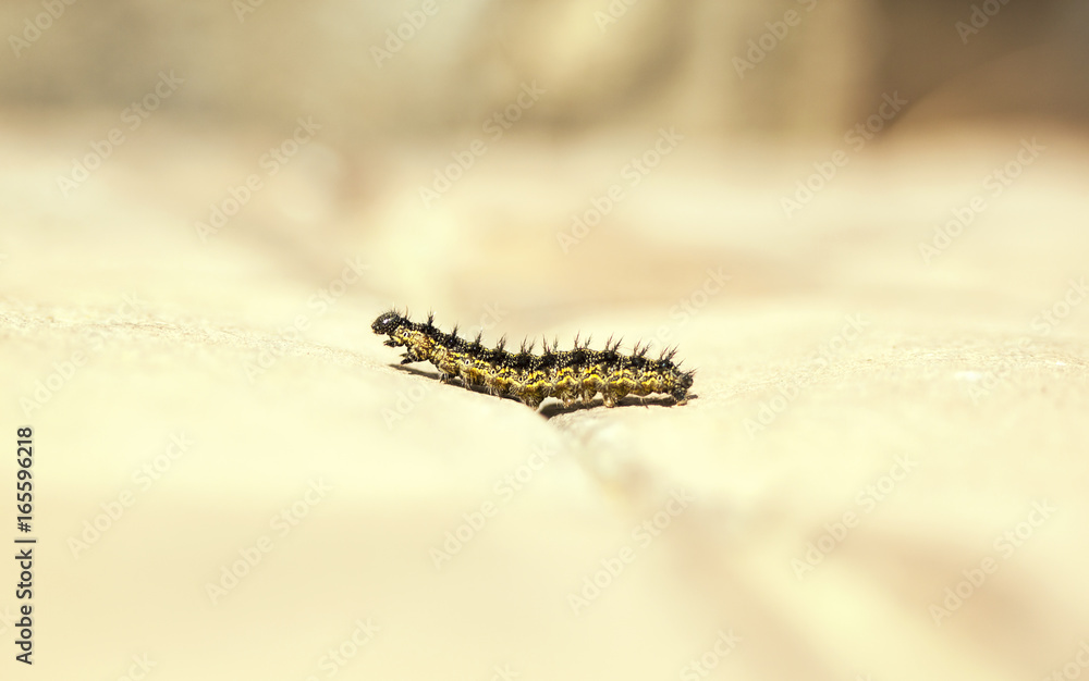 Obraz premium Caterpillar on the road, macro.
