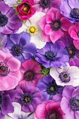 Acrylglasbilder Pflaumen Anemonen in Pink und Violett von oben  © virtustudio