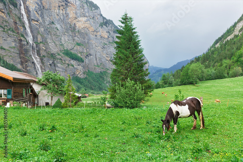 Horses graze in the alps