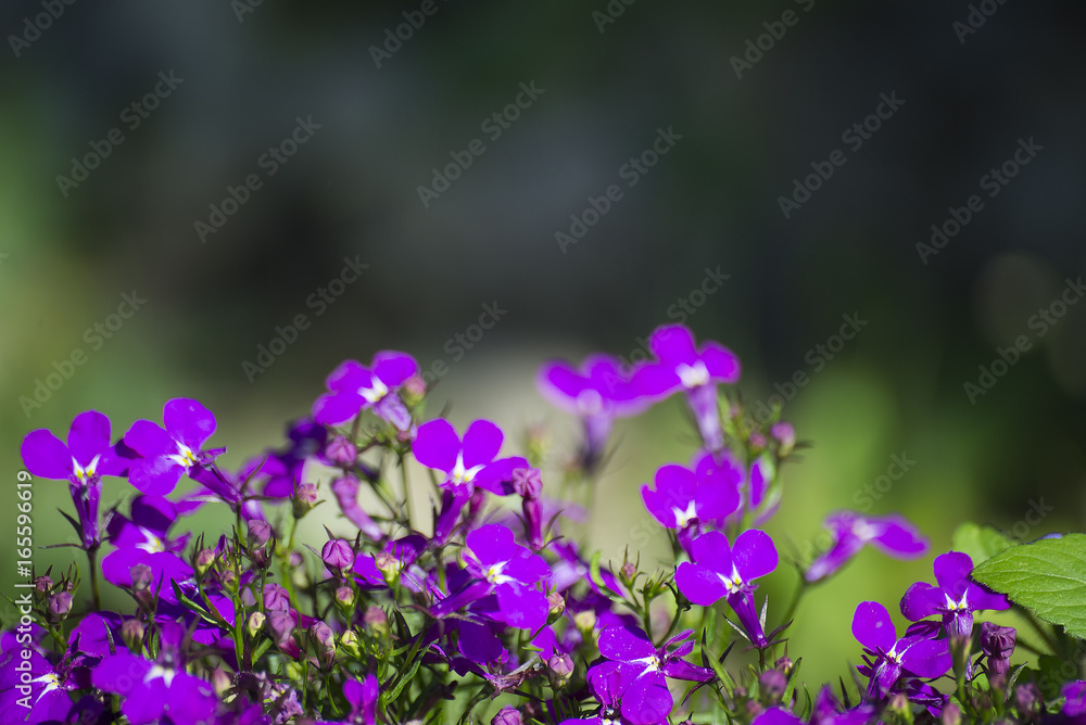 flower plant on blurred background