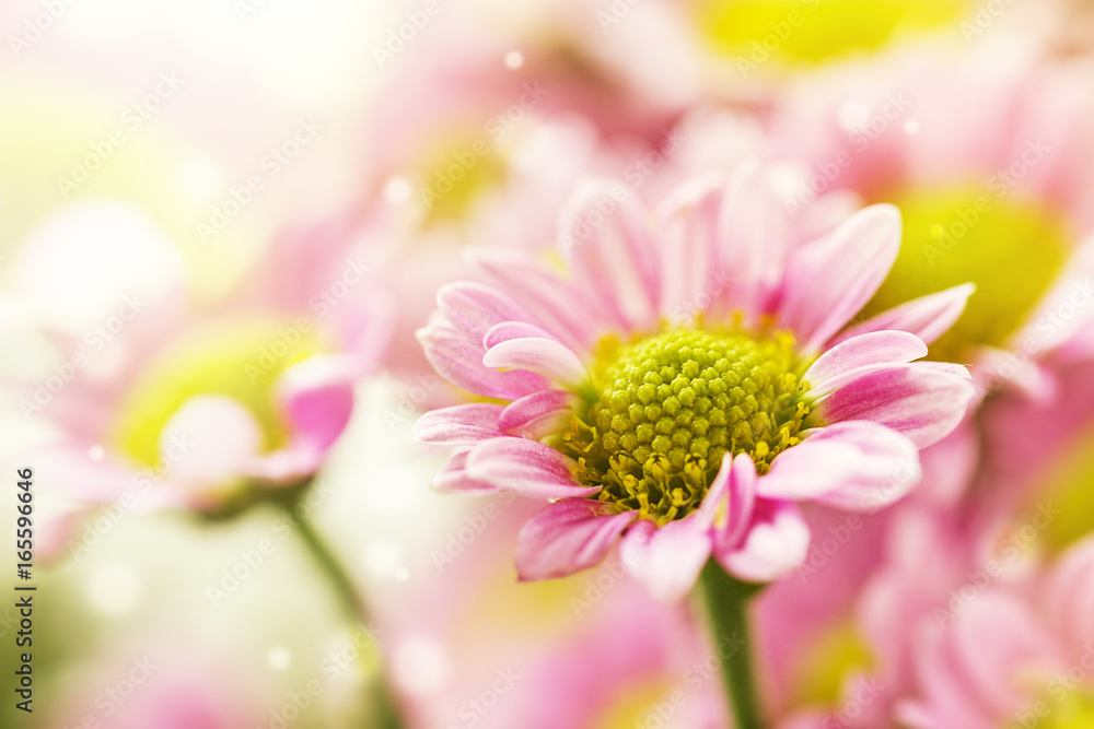 Beautiful tender gentle delicate flower background with small pink flowers. Horizontal. Copy Space.