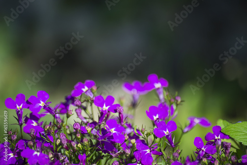 flower plant on blurred background
