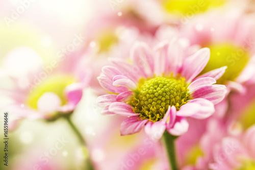 Beautiful tender gentle delicate flower background with small pink flowers. Horizontal. Copy Space.