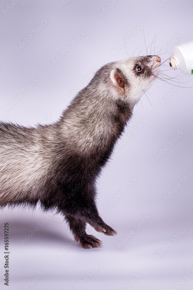 Portrait of sable ferret eating the vitamine paste Portrait of sable ferret eating the vitamine paste
