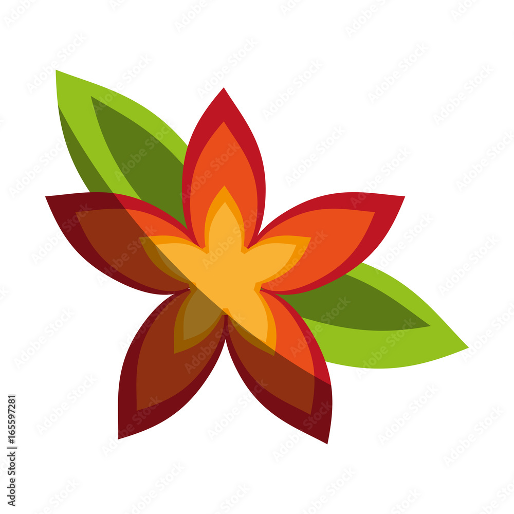 delicate flower shadow image delicate flower shadow image