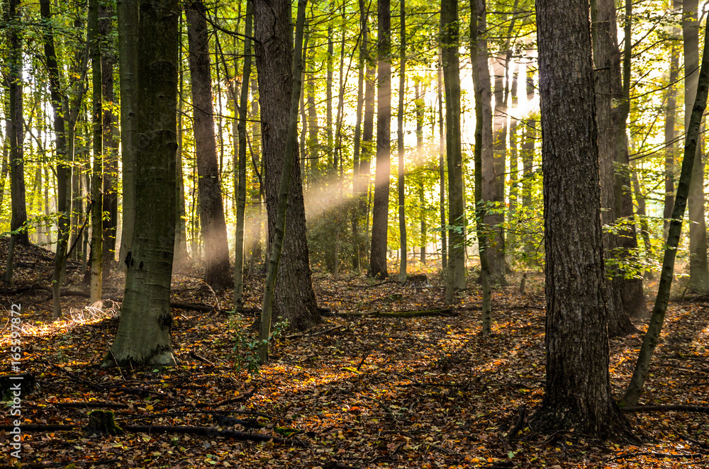Fototapeta premium sunlight shining trough trees in the morning at Bittermark Forest in Dortmund