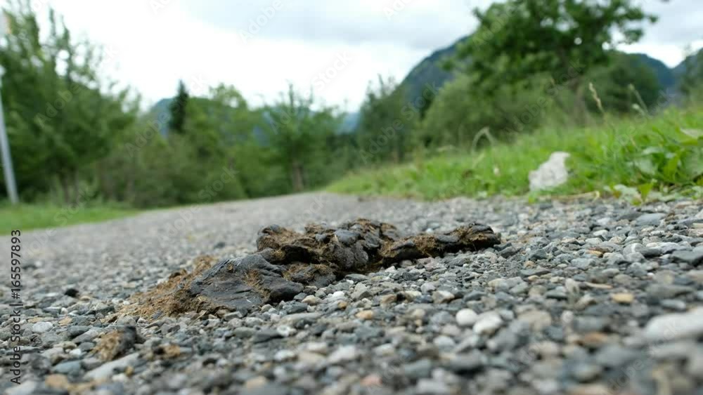 Bullshit on a footpath in the Bavarian alps Bullshit on a footpath in the Bavarian alps