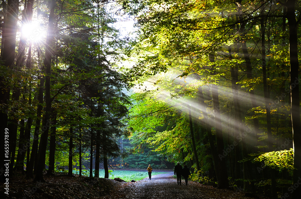 sunlight trees and morning jogging at Bittermark Forest in Dortmund
