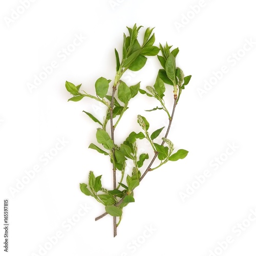 Leaves of lilac on white background