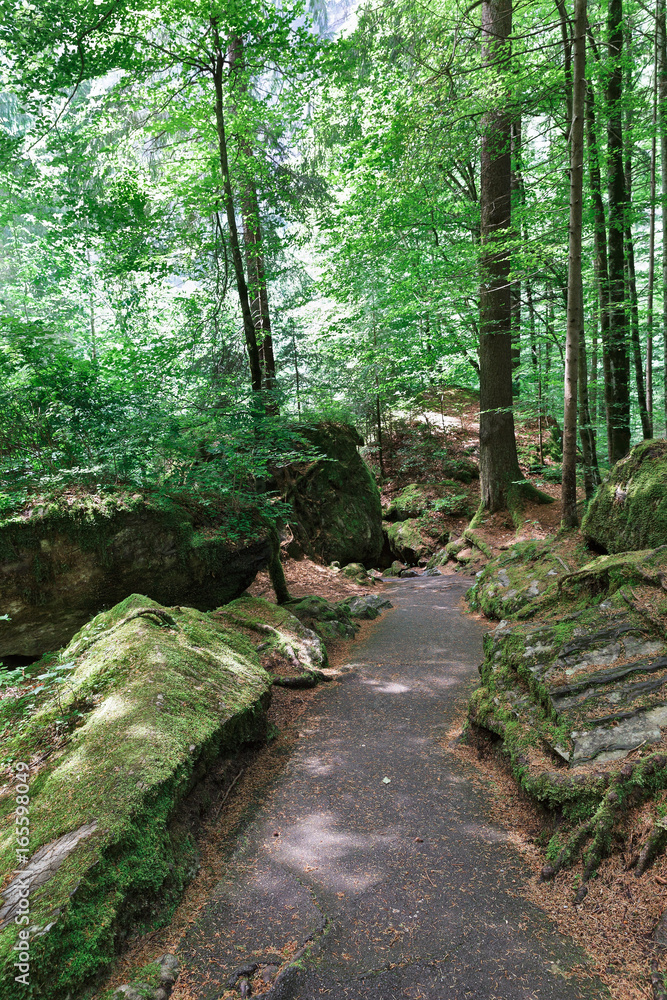 Obraz premium road in the forest