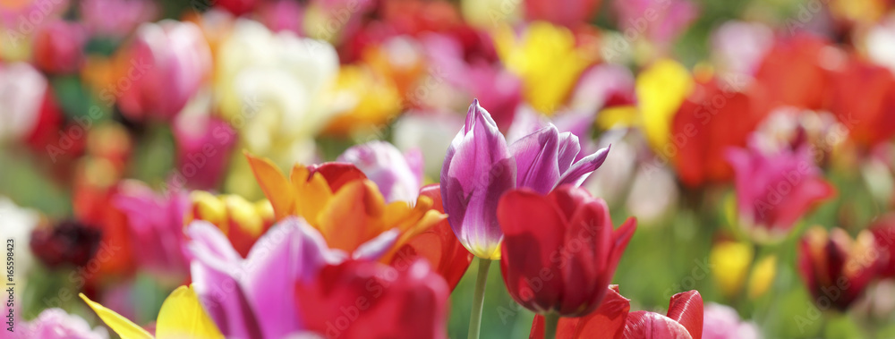 tulpen farben bunt banner