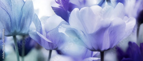 Fototapeta Naklejka Na Ścianę i Meble -  tinted tulips concept