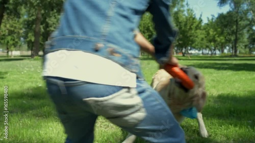 Purebred dog playing with little boy in the park