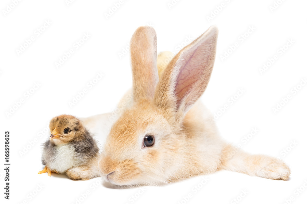 Fototapeta premium Rabbit and chicken