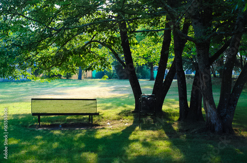 Bench in the shade of a tree on a sunny morning of June