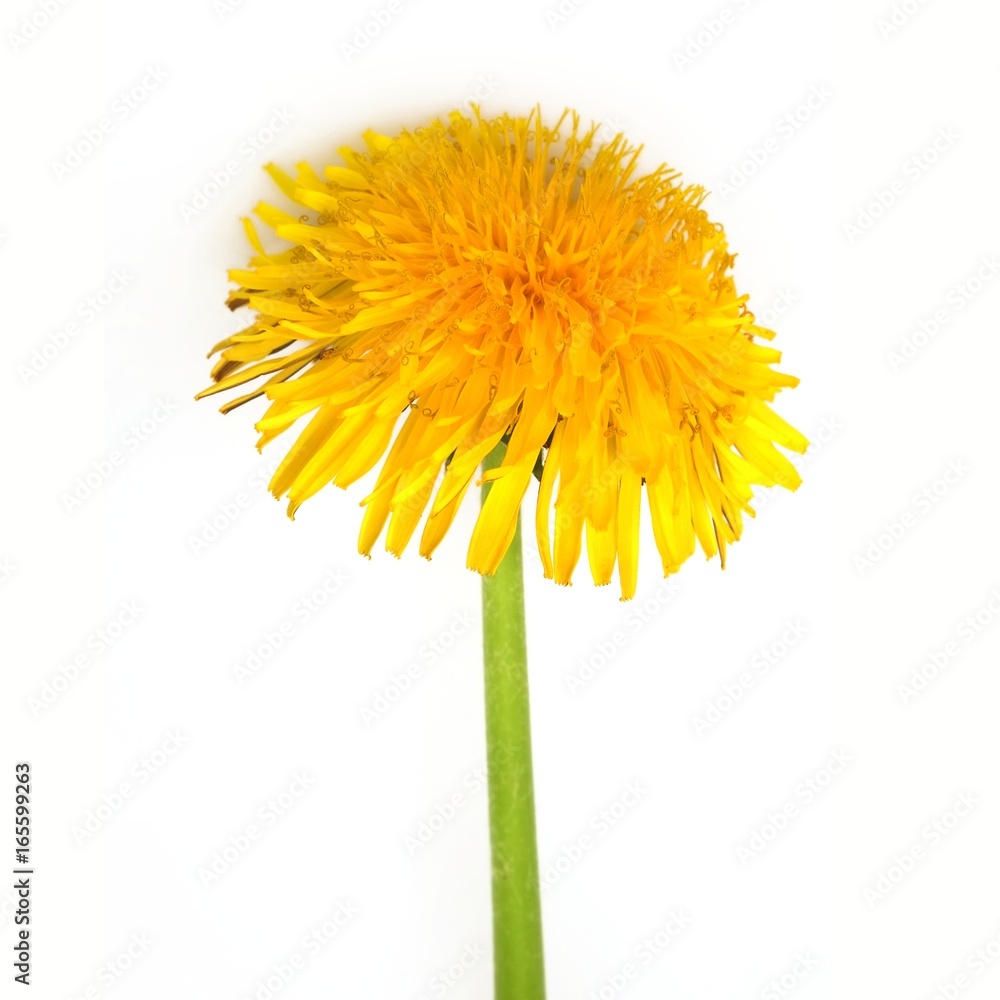 Fototapeta premium Yellow dandelion flower on a white background