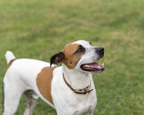 Dog Playing in the Grass